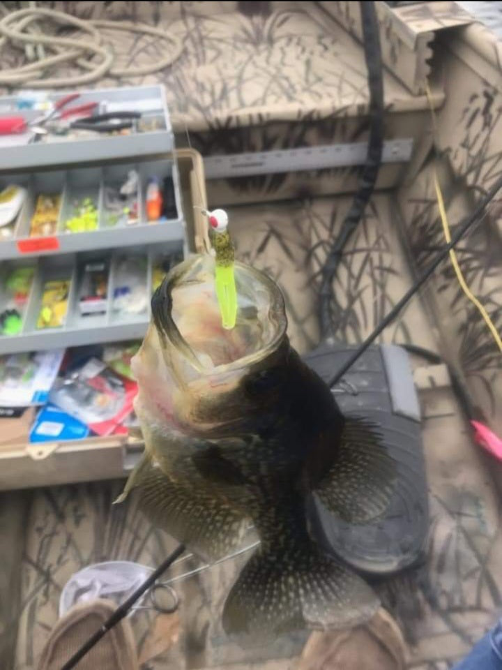 BABY BASS AND CHARTRUESE 2 INCH SPLIT TAIL (RICKY)